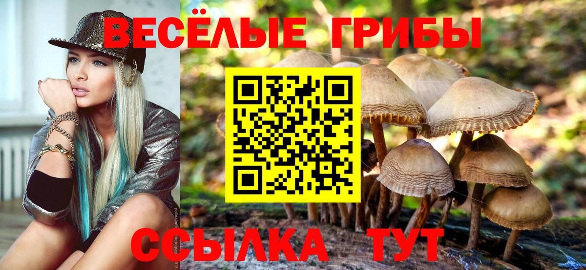 Сызрань  Псилоцибиновые грибы Psilocybine cubensis  Вход с VPN 